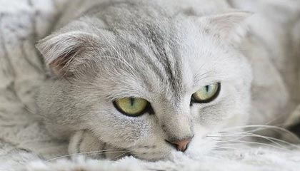 开云体育_ 《QQ飞车手游》亚洲杯创下最高观赛纪录，赛事火爆，2020qq飞车手游亚洲杯正赛