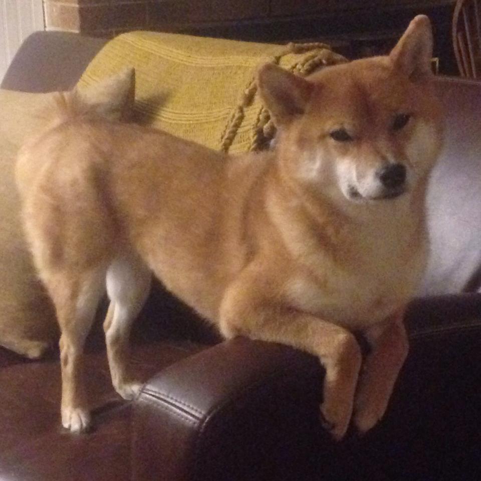 关键战役:五大联赛冠军争夺激烈瞬间集锦,五大联赛关注度