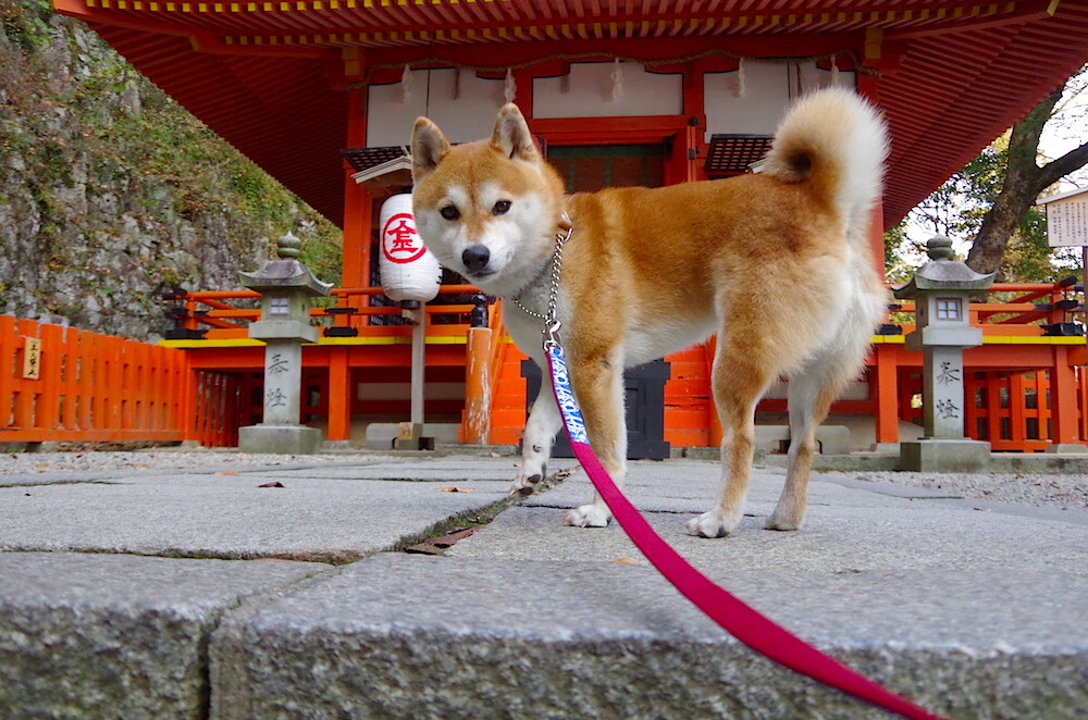 世界杯夺冠梦：英雄们的精彩表现！，世界杯夺冠2021