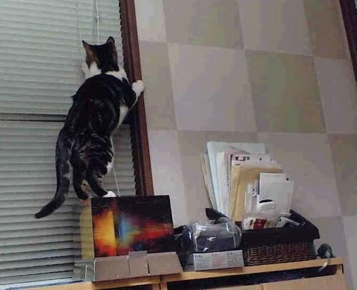 乌拉圭男篮在南美锦标赛中持续崛起，体育影响力不断扩大，乌拉圭篮球赛